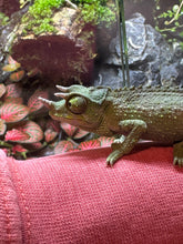 Load image into Gallery viewer, Male Jackson’s Chameleon: I5