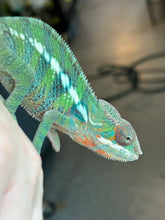 Load image into Gallery viewer, AMBILOBE Panther Chameleon: Frank x Sandy (J9)