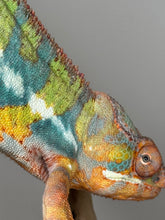 Load image into Gallery viewer, AMBILOBE Panther Chameleon: (J5)