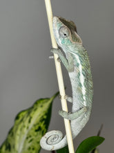 Load image into Gallery viewer, SURPRISE male: (R7)