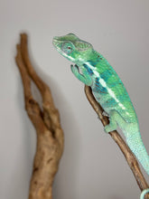 Load image into Gallery viewer, AMBANJA Panther Chameleon: (E22)