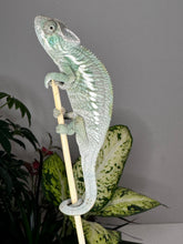 Load image into Gallery viewer, ANKILOBE Panther Chameleon: Ankify x Ambilobe (Q7)