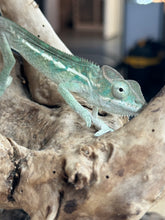 Load image into Gallery viewer, AMBILOBE Panther Chameleon: Sunny Delight x Skittles(R4)