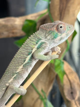 Load image into Gallery viewer, AMBILOBE Panther Chameleon: Magnus x Emma (Q4)