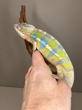 Load image into Gallery viewer, Friendly Ambilobe panther chameleon on a hand.