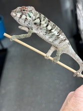 Load image into Gallery viewer, AMBILOBE Panther Chameleon: Rogue x Phoenix (R1)