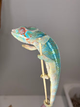 Load image into Gallery viewer, AMBILOBE Male Panther Chameleon: (E30)