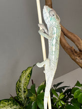 Load image into Gallery viewer, SURPRISE male: (R7)