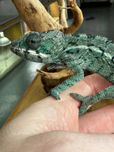 Load image into Gallery viewer, AMBILOBE Panther Chameleon: Frank x Sandy (E10)
