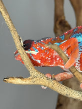 Load image into Gallery viewer, AMBILOBE Panther Chameleon: (E16)