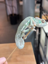 Load image into Gallery viewer, AMBANJA Panther Chameleon: Dubois x Ellie (S4)