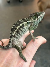 Load image into Gallery viewer, AMBILOBE Panther Chameleon: Jimmy Walker x Dianne (R14)
