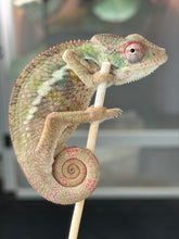 Load image into Gallery viewer, AMBILOBE Panther Chameleon: Starburst x Shirin (R3)