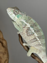 Load image into Gallery viewer, AMBILOBE Panther Chameleon: (E13)