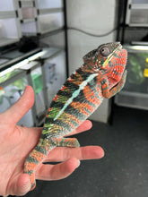 Load image into Gallery viewer, AMBILOBE male: WC Hawkeye x Nugget (C2)