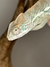 Load image into Gallery viewer, AMBILOBE male panther chameleon: Flash x Opal (J9)