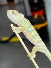 Load image into Gallery viewer, AMBILOBE male: Sam x Amie (Q7)