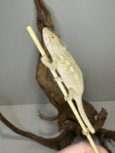 Load image into Gallery viewer, AMBILOBE FEMALE : đș (S6)
