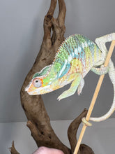 Load image into Gallery viewer, AMBILOBE Panther Chameleon male:(J2)