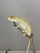 Load image into Gallery viewer, AMBILOBE FEMALE Panther Chameleon: 🚺 (E6)