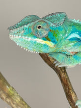 Load image into Gallery viewer, AMBANJA Panther Chameleon: (E21)