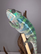Load image into Gallery viewer, š Ambilobe Panther Chameleon ā Male (E17) | Aslan x Flash Line) Captive-Bred | Personality-Plus