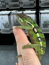 Load image into Gallery viewer, Sambava Male: Marley x Mabel (E1)