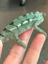 Load image into Gallery viewer, AMBILOBE male: Starburst x Margaret (R13)