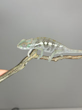 Load image into Gallery viewer, SAMBAVA Panther Chameleon: (E5)