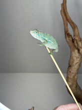 Load image into Gallery viewer, Ambilobe Male Panther Chameleon: Flash x Opal (E19)