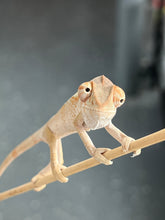 Load image into Gallery viewer, Ambilobe FEMALE: Flash x Georgia 🚺 (S5)