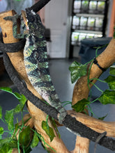 Load image into Gallery viewer, AMBILOBE Male Panther Chameleon: (E34)