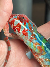 Load image into Gallery viewer, AMBILOBE Panther Chameleon: (J1)