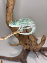 Load image into Gallery viewer, Designer Panther Chameleon: (E16)
