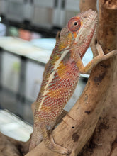 Load image into Gallery viewer, AMBILOBE panther chameleon: Flash x Opal (R13)