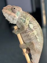 Load image into Gallery viewer, AMBILOBE Panther Chameleon male: (E4)