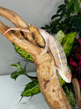 Load image into Gallery viewer, Ambilobe Male (R10)