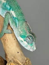 Load image into Gallery viewer, AMBILOBE Male Panther Chameleon: (E36)