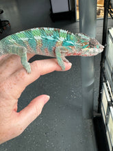 Load image into Gallery viewer, AMBILOBE Panther Chameleon male: (E33)