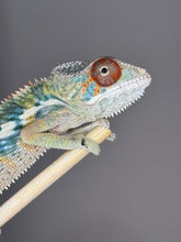 Load image into Gallery viewer, 🌈 Young Male Ambilobe Panther Chameleon | Flash Jr. x Aslan - Bold Coloration, Friendly Temperament | E34