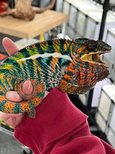 Load image into Gallery viewer, AMBILOBE Panther Chameleon: WC Hawkeye x Nugget (F4)