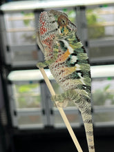 Load image into Gallery viewer, AMBILOBE male: Sam x Amie (Q5)