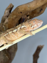 Load image into Gallery viewer, Ambilobe FEMALE: Magnus x Skittles 🚺 (R10)