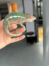 Load image into Gallery viewer, AMBILOBE Male Panther Chameleon: (E8)