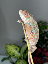 Load image into Gallery viewer, Ambilobe Male (R10)