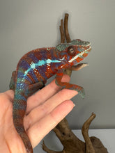 Load image into Gallery viewer, AMBANJA Panther Chameleon: (E23)