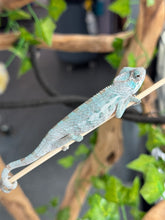 Load image into Gallery viewer, AMBANJA Panther Chameleon: Blue Inferno x Tango (E8)