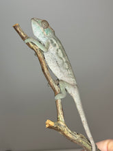 Load image into Gallery viewer, SAMBAVA FEMALE Panther Chameleon: 🚺 (S10)