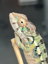Load image into Gallery viewer, Ambilobe male: Starburst x Margaret (R3)