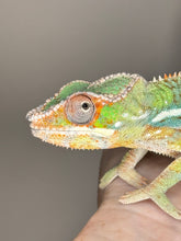 Load image into Gallery viewer, AMBILOBE Panther Chameleon male:(J2)